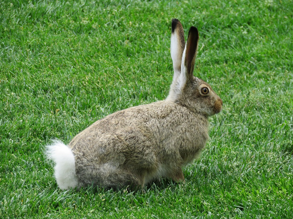 Rabbit Sounds: What Noises Do Bunnies Make?