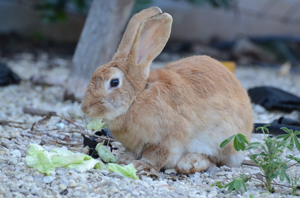 Is My Rabbit Pregnant? Signs and Symptoms to Look For