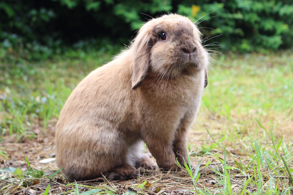 Do Rabbits Blink? Understanding Rabbit Eye Behavior