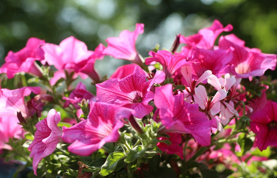 Can Rabbits Eat Petunias? (Safety Guide for Your Bunny)