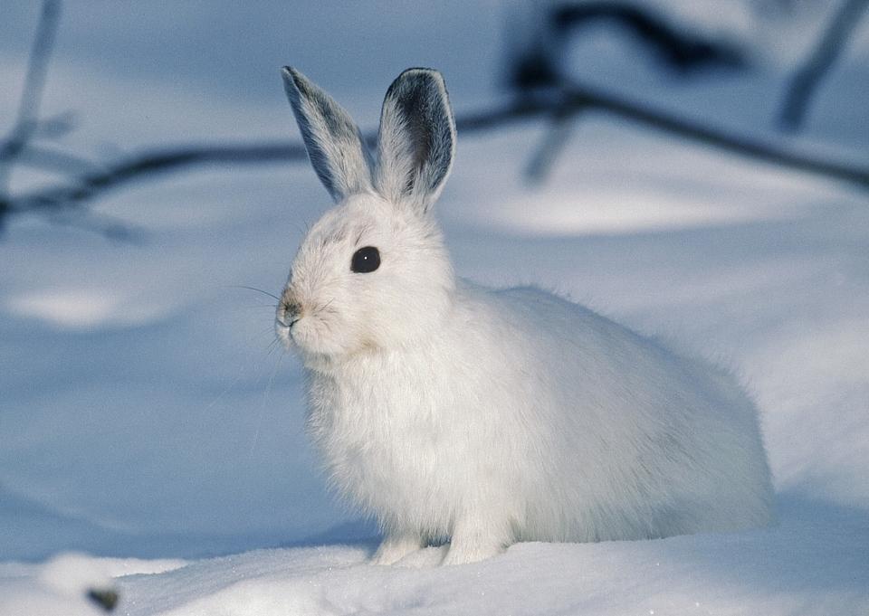 Can Rabbits Eat Kale? A Guide to Safe Greens