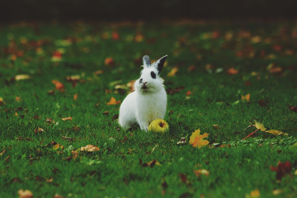 Rabbit Lifespan: How Long Do Domestic Rabbits Live?