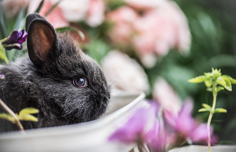 Can Rabbits Eat Oranges? (The Surprising Truth)