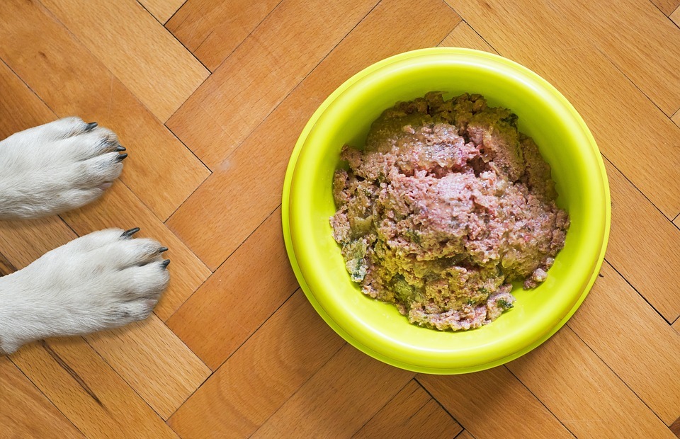 Can Dogs Eat Popcorn? A Guide for Pet Owners