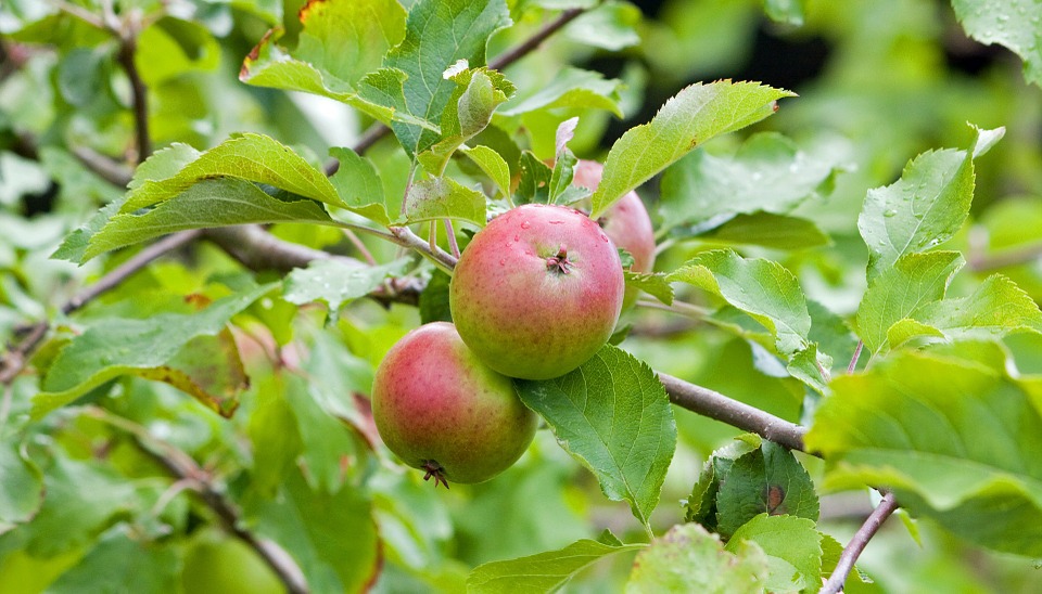 Can Dogs Eat Apples? A Guide to Safe Fruit Treats