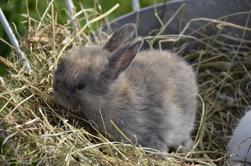 Rabbit Pregnancy: How Long Does It Last?