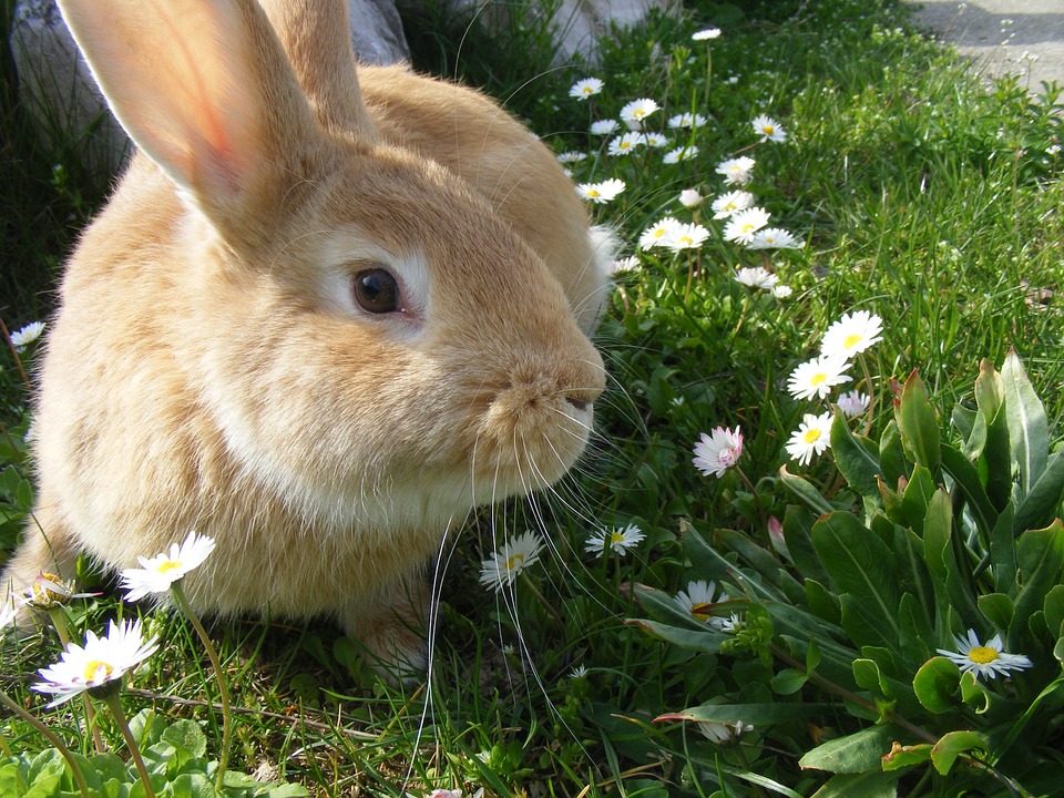 What Can Rabbits Eat: A Complete Guide to Safe Foods