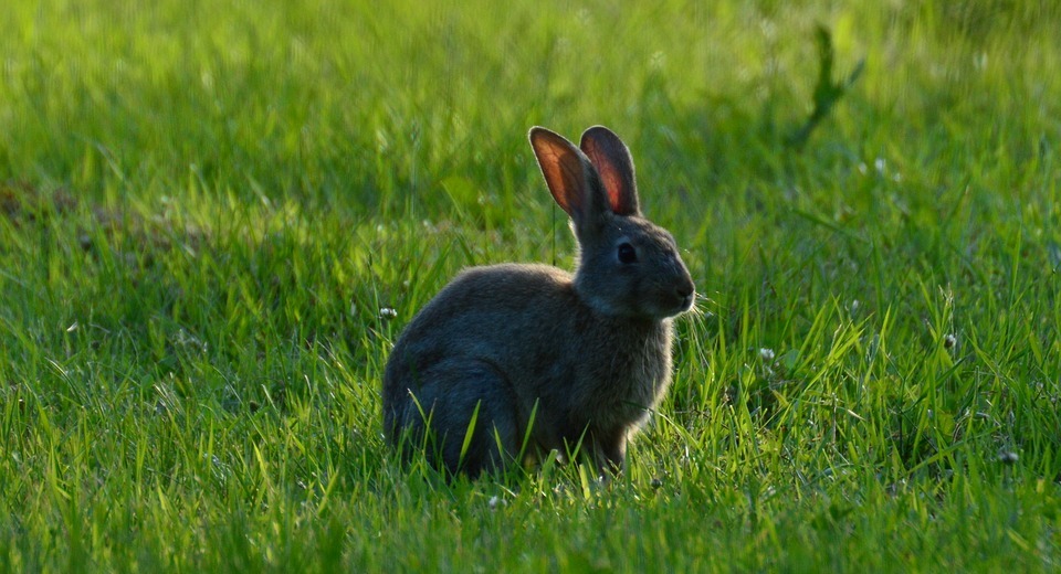 Are Bunnies and Rabbits the Same Animal?