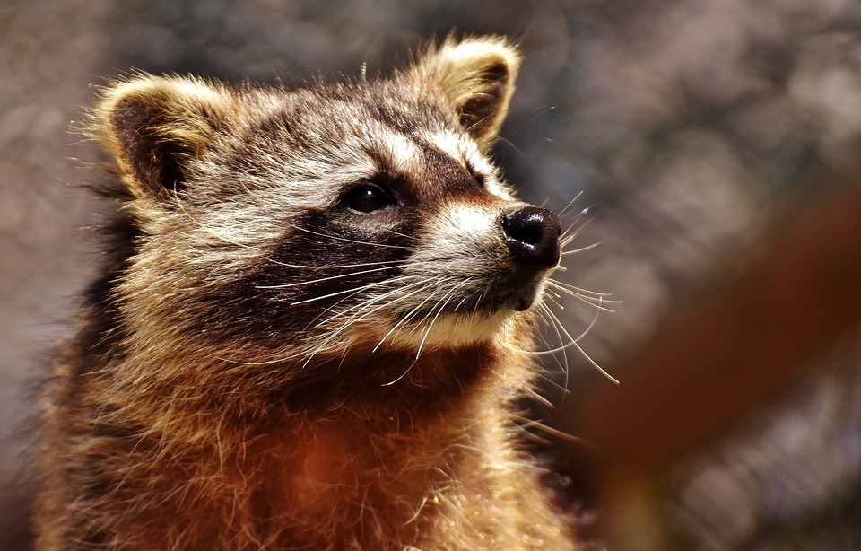 Do Raccoons Eat Rabbits? A Look at Their Diet