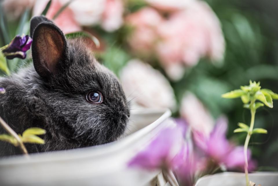 The Best Diet for Baby Rabbits: What to Feed Your Bunnies