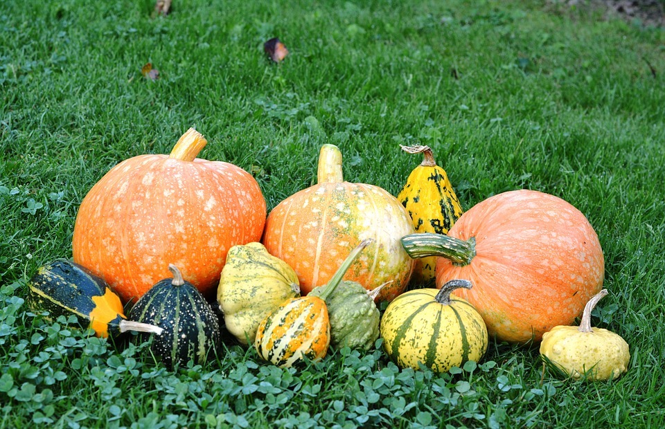 Can Rabbits Eat Pumpkin? A Guide to Safe Pumpkin Feeding