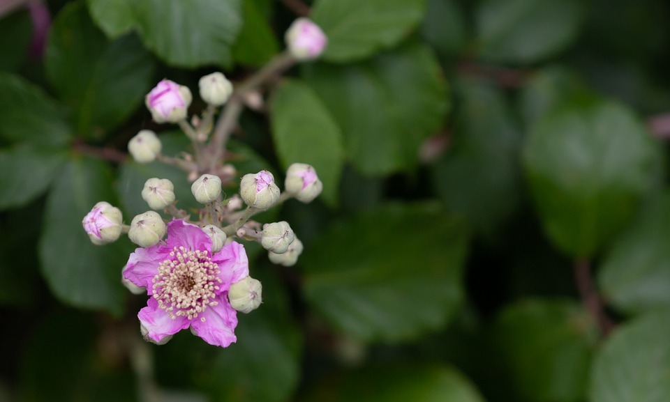 Can Dogs Eat Blackberries? A Guide to Safe Treats for Your Pup