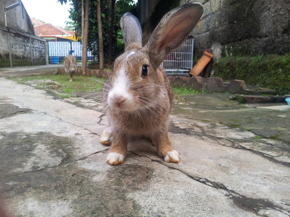 Can Rabbits Shower? (The Ultimate Guide to Bathing Bunnies)