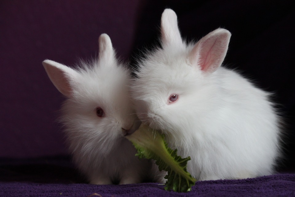 What Do Rabbits Eat From Gravel Roads?