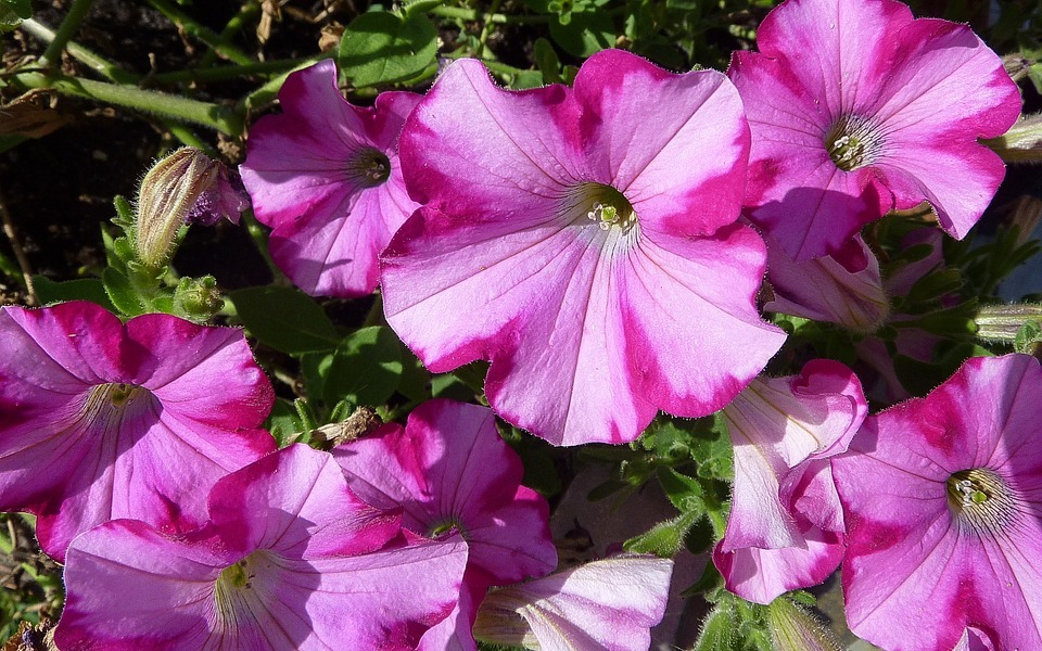 Can Rabbits Eat Petunias? (Safety Guide for Your Bunny)