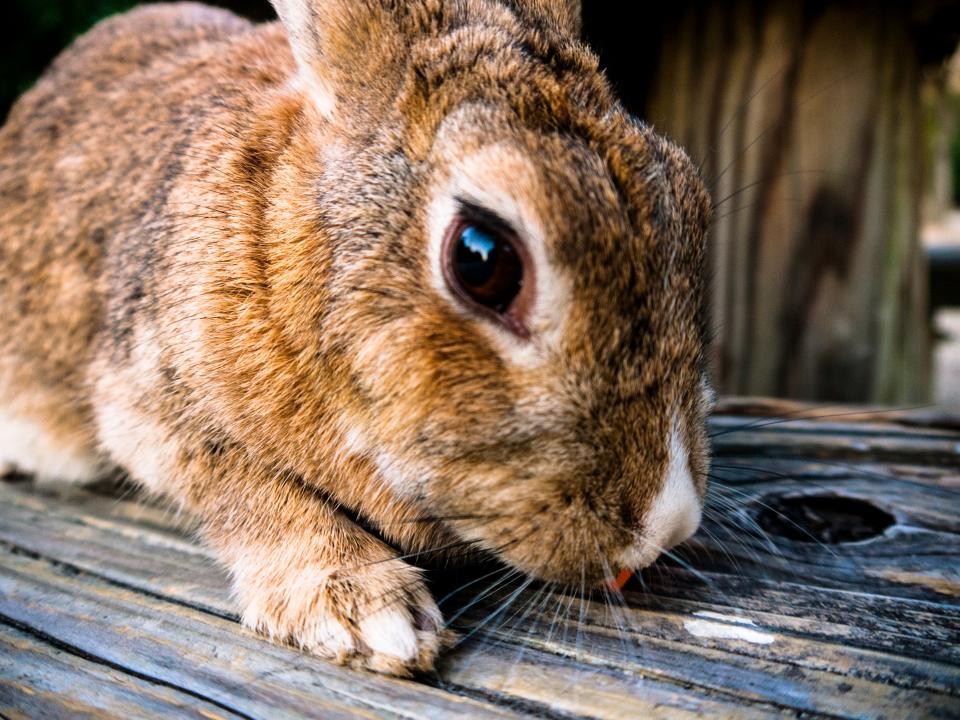 Can Rabbits Eat Kale? A Complete Guide to Safe Greens