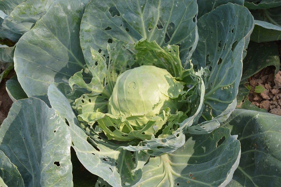 Can Dogs Eat Cabbage? A Guide to Safe Veggies for Your Pup