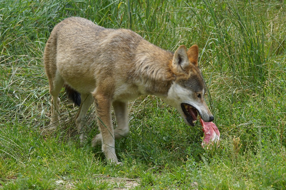 Can Dogs Eat Raw Eggs: Safety, Benefits, and Risks