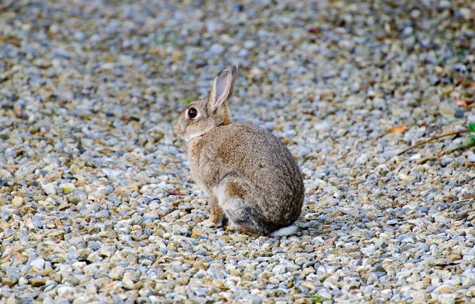 What Can Rabbits Eat? A Complete Guide to Safe and Unsafe Foods