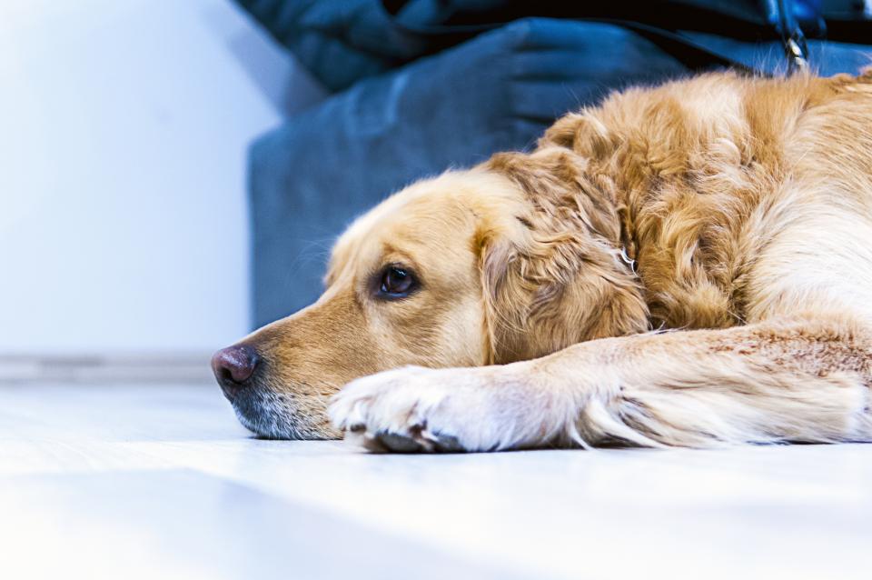 Can Dogs Get COVID-19? What You Need to Know