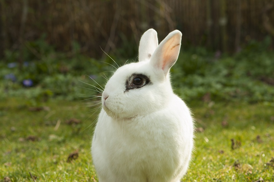 Can Rabbits Eat Squash? A Guide for Owners