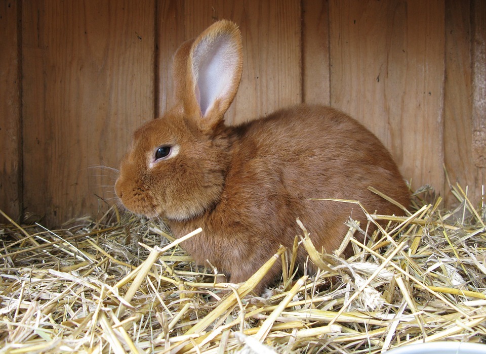 Are Rabbits Really Smart? Surprising Facts About Rabbit Intelligence