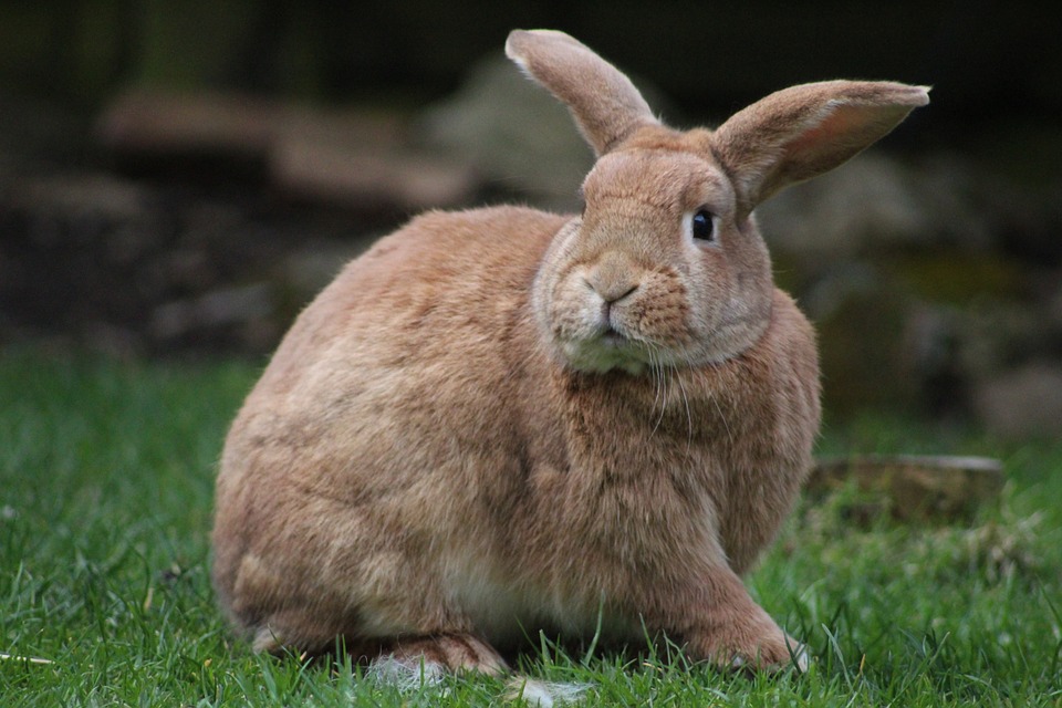 Do Rabbits Hibernate? The Truth About Their Winter Behavior