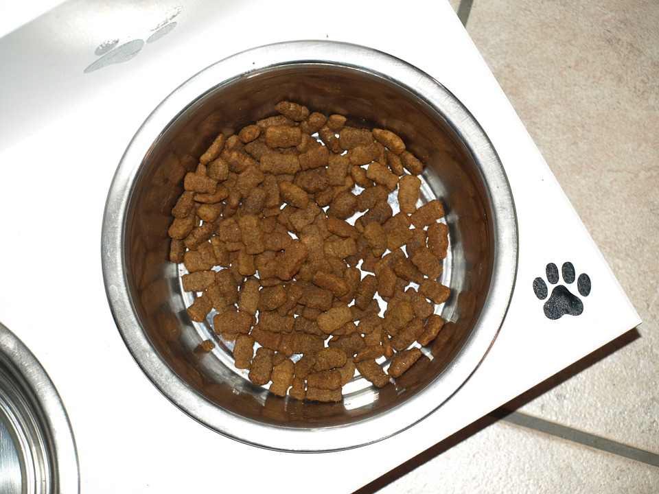 Can Dogs Eat Pecans? A Vet Explains the Risks and Benefits