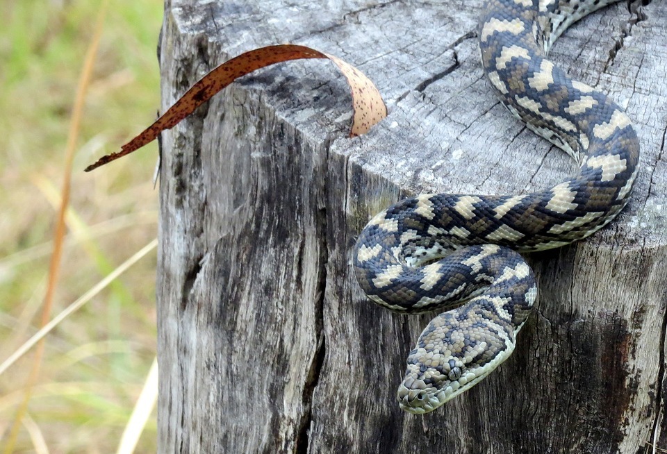 Do Snakes Eat Rabbits? A Guide to Snake Diet and Prey