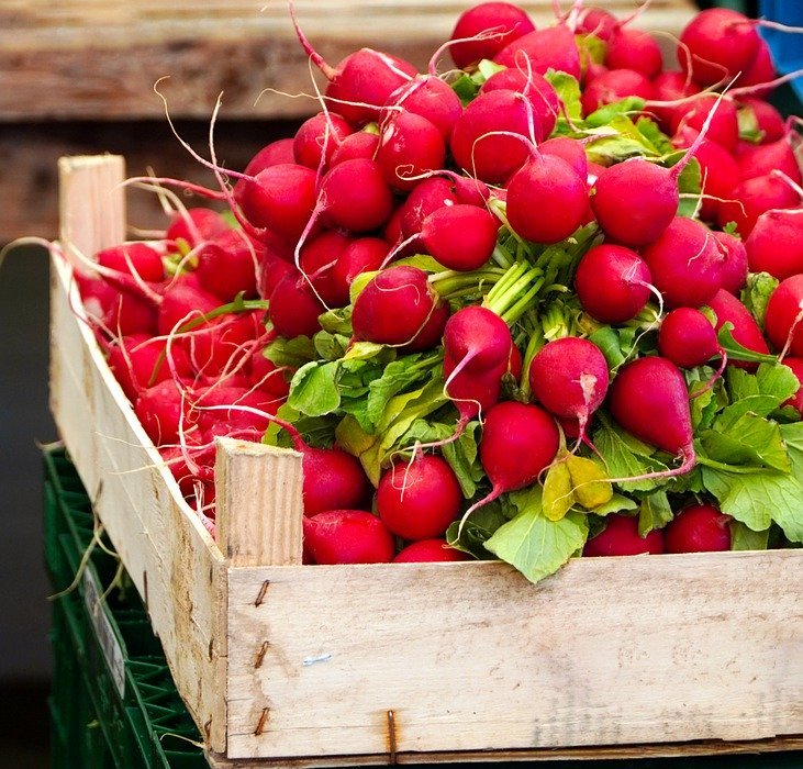 Can Rabbits Eat Radishes? A Guide to Safe Treats