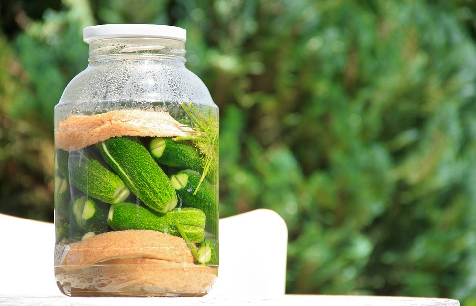 Can Dogs Eat Pickles? (What You Need to Know)