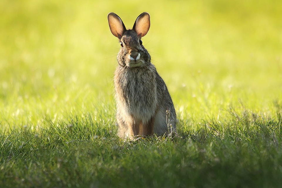 Can Rabbits Eat Orange Peels? A Safe Treat or a Toxic Threat?