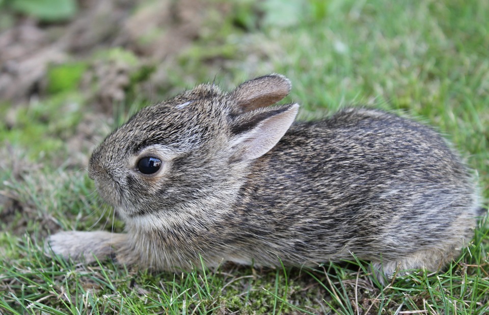 Are Bunnies and Rabbits the Same Thing?  A Comprehensive Guide