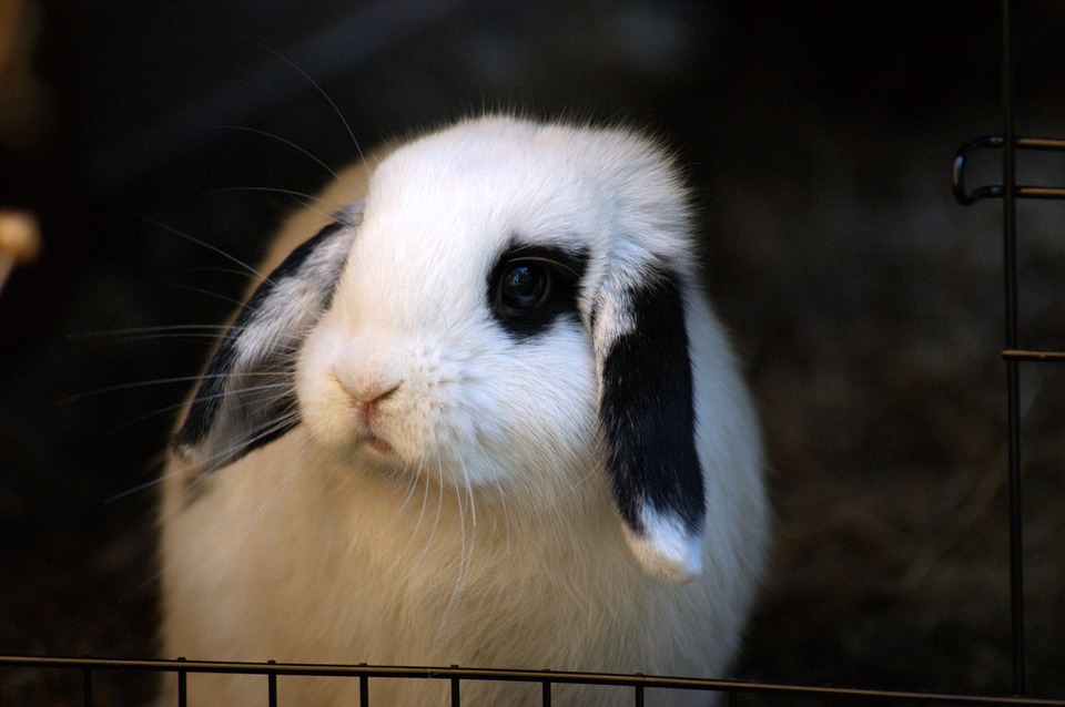 What Do Rabbits Eat on Gravel Roads in Texas?