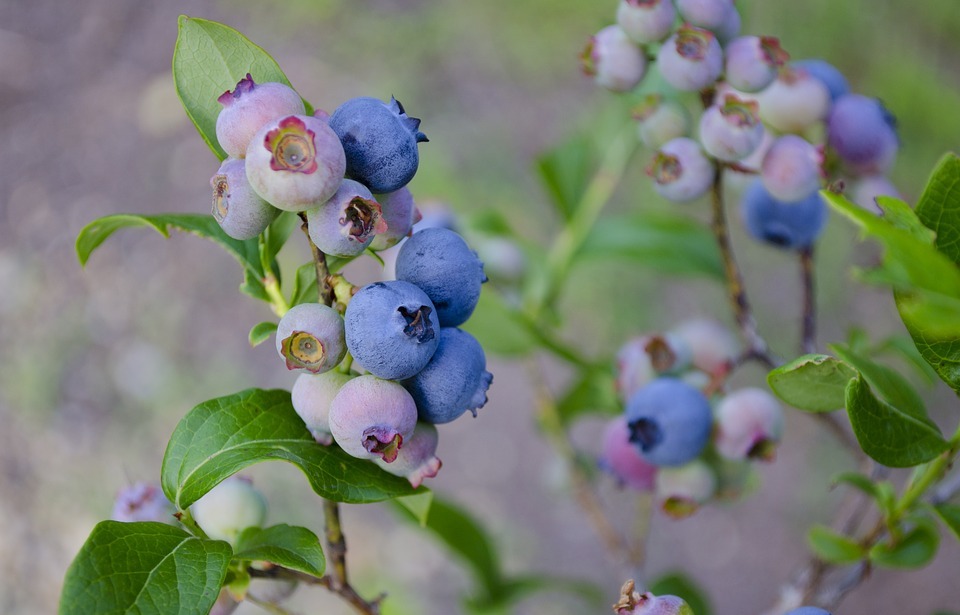 Can Rabbits Eat Blueberries? (Safe Blueberry Guide for Bunnies)