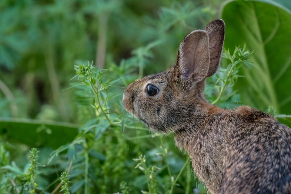 Newborn Rabbit Appearance: What to Expect From Baby Bunnies