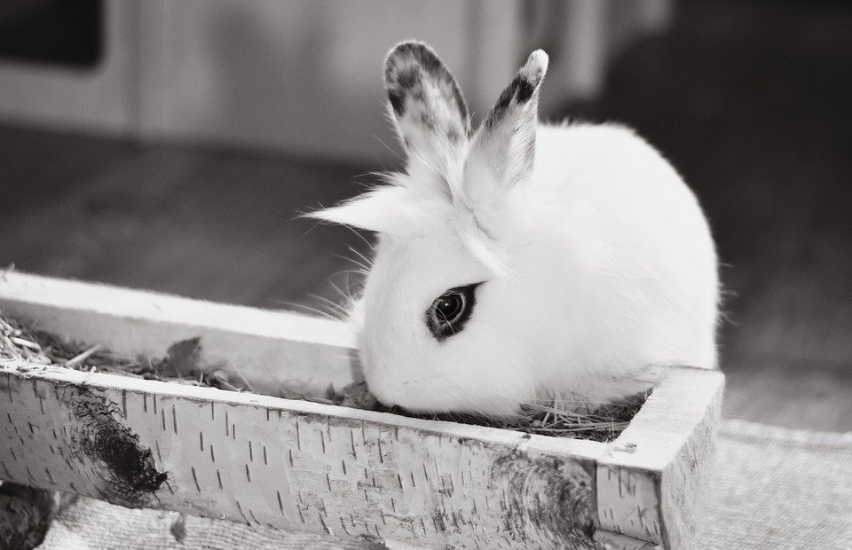 How to Stop Rabbits From Eating Your Plants: A Comprehensive Guide