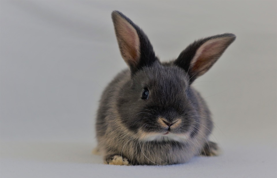 Can Rabbits Eat Apples? A Guide to Safe Fruits for Bunnies