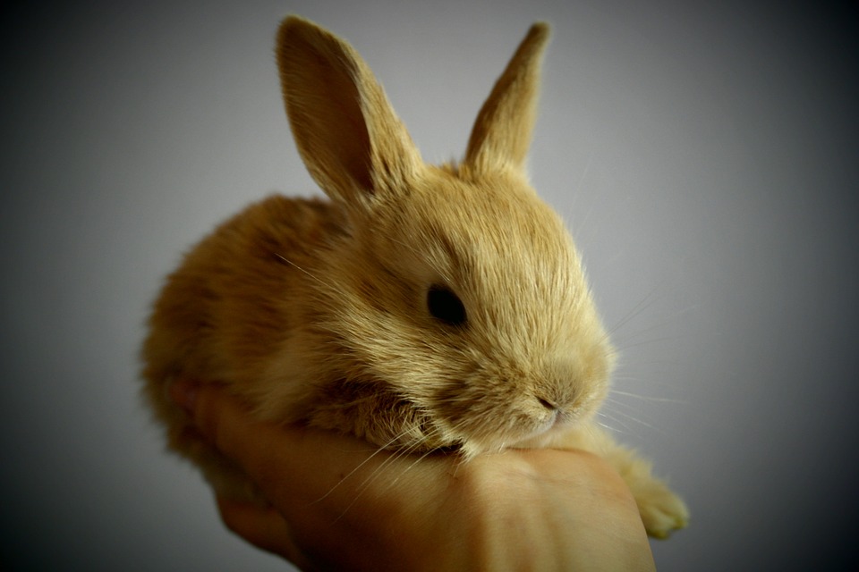 What to Feed Wild Rabbits: A Guide for Responsible Care