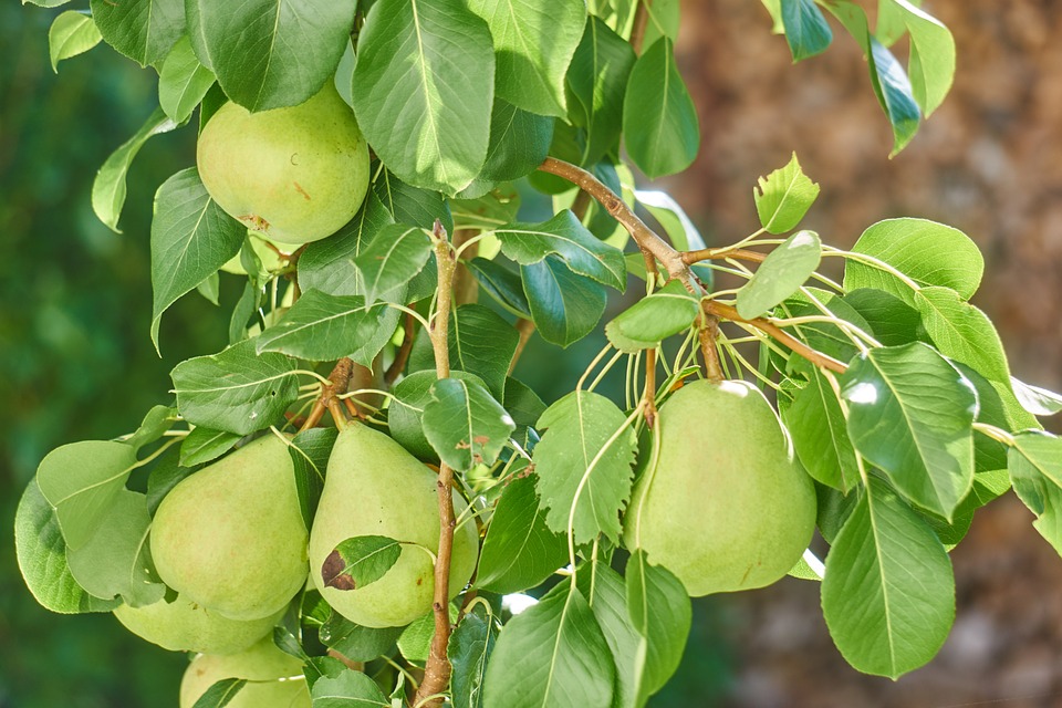 Can Rabbits Eat Pears? A Guide to Safe Fruits for Bunnies