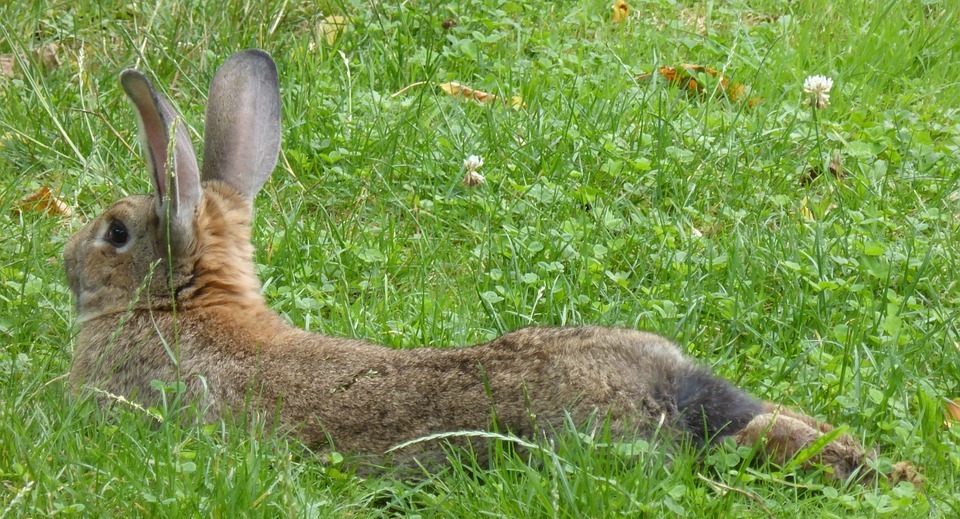 Humane Rabbit Control Methods: A Guide for Gardeners