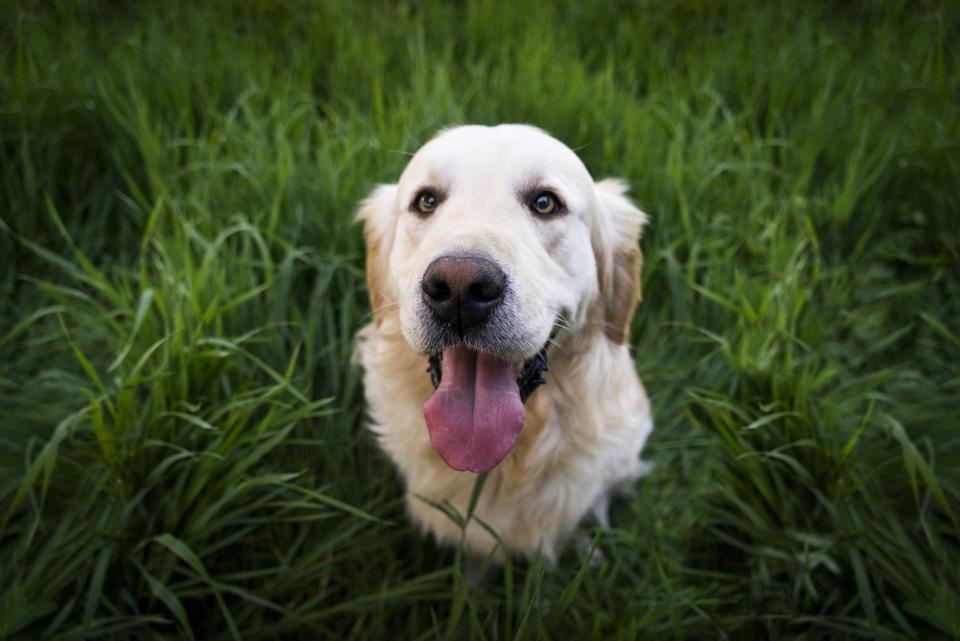 Can Dogs Have Autism? Understanding Canine Behavior and Neurological Differences