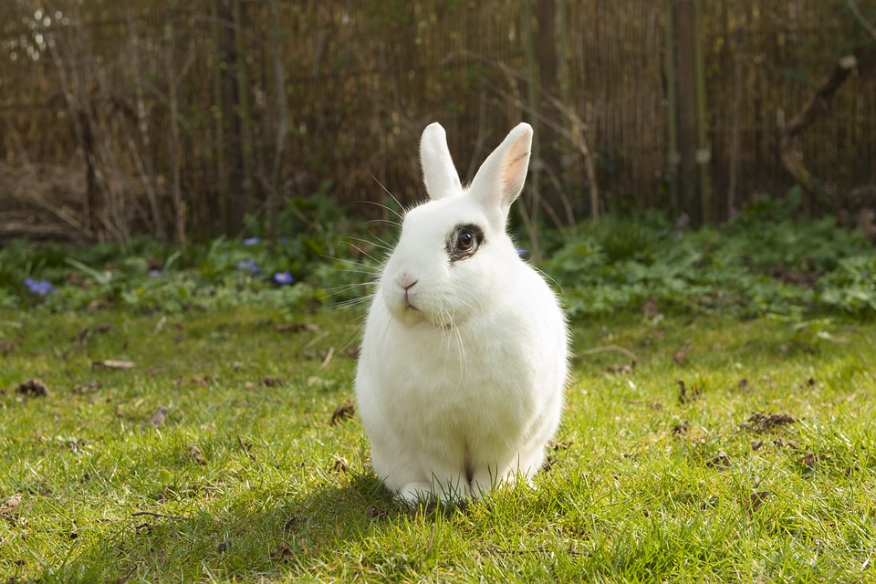 What Can Rabbits Eat? A Complete Guide to Safe Rabbit Foods