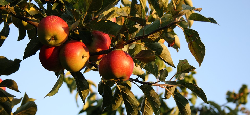 Can Dogs Eat Apples? A Guide to Apple Safety for Your Pup