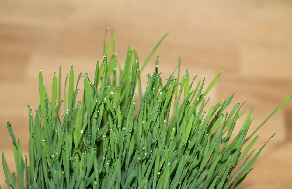 Wheatgrass vs. Catgrass for Rabbits: Which is Safer and More Nutritious?