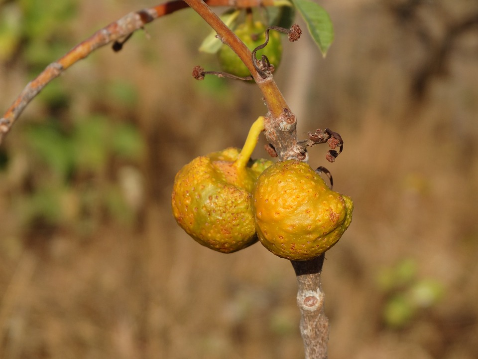 Can Dogs Eat Walnuts? (Is It Safe or Toxic?)