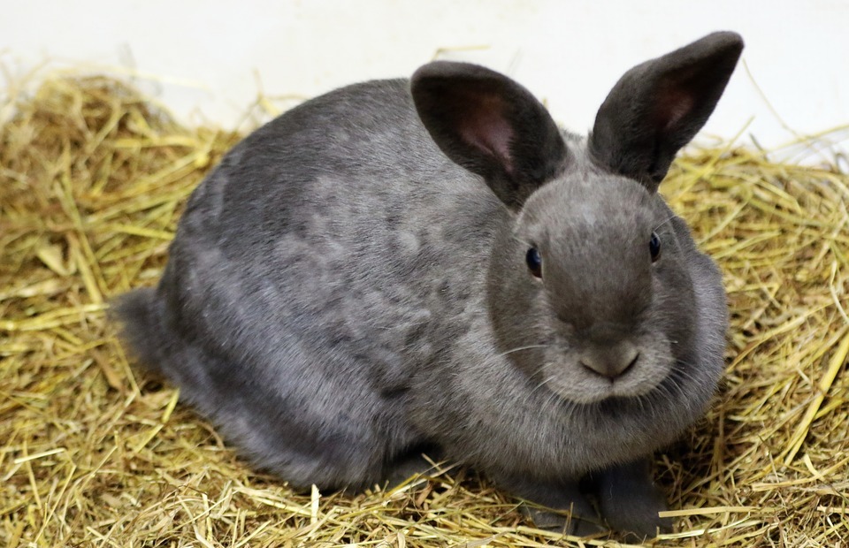 Are Rabbits Hypoallergenic? The Truth About Rabbit Allergies