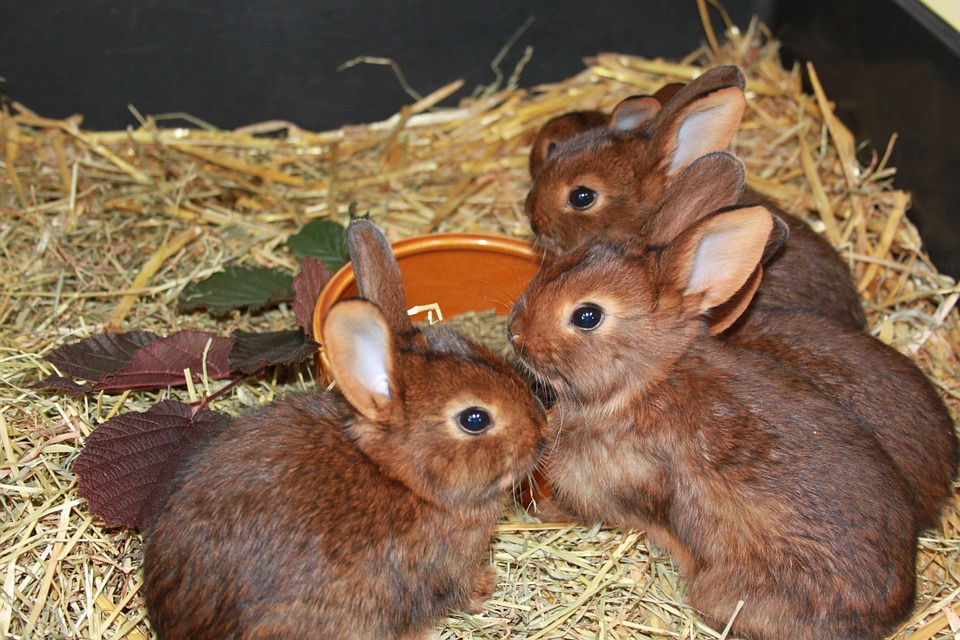 Can Rabbits Eat Bananas? A Guide to Safe Rabbit Treats