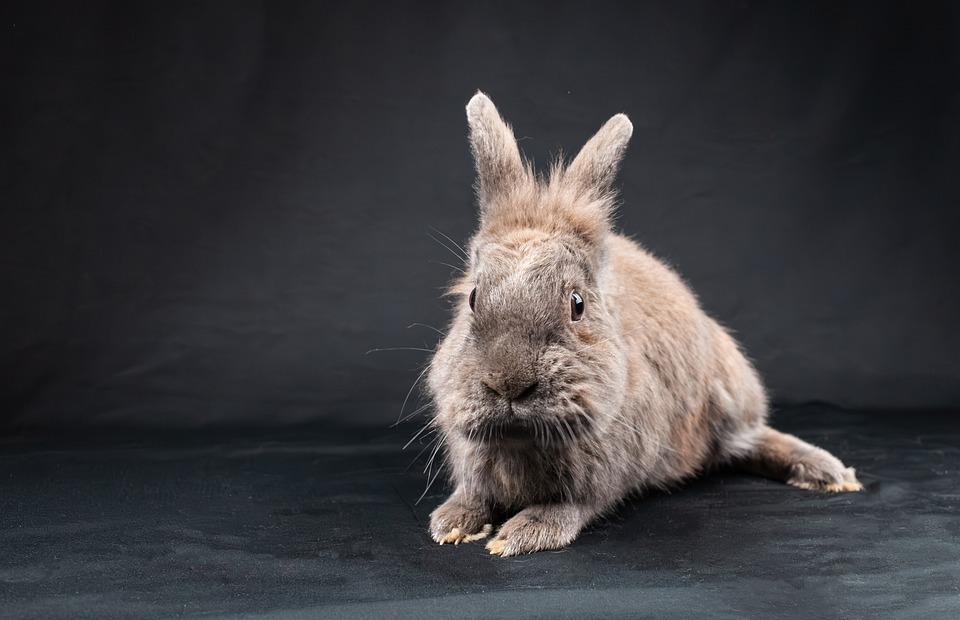 Lionhead Rabbit Lifespan: How Long Do They Live?