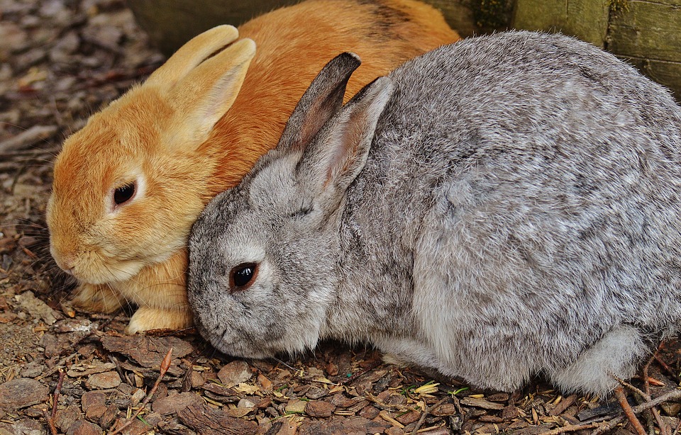 What Do Baby Rabbits Eat? A Guide to Feeding Your Bunny Kits